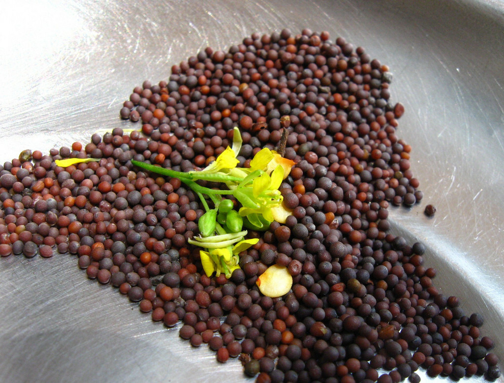 500+ Mustard Green seeds, GAI CHOI, Cải Bẹ Xanh