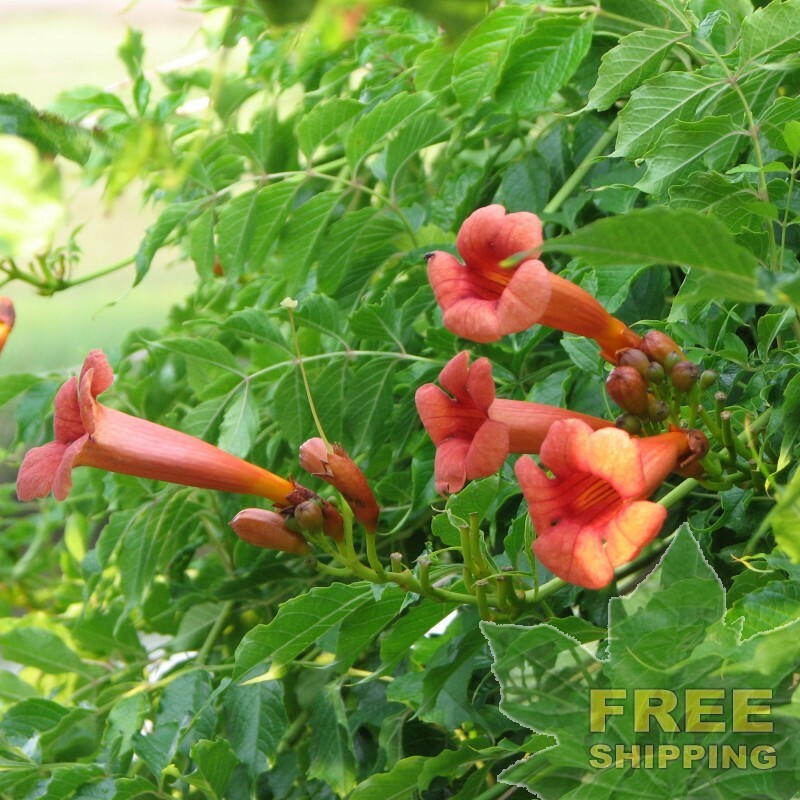 TRUMPET CREEPER Campsis Radicans – 25 SEEDS. NO-DS