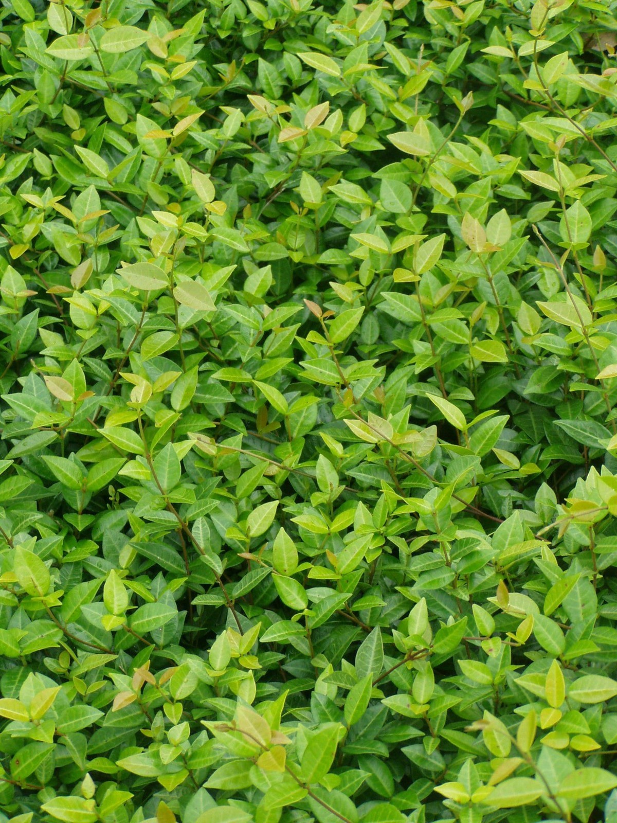 Asiatic Jasmine 35 Plants in 3-1/4 inch Pots