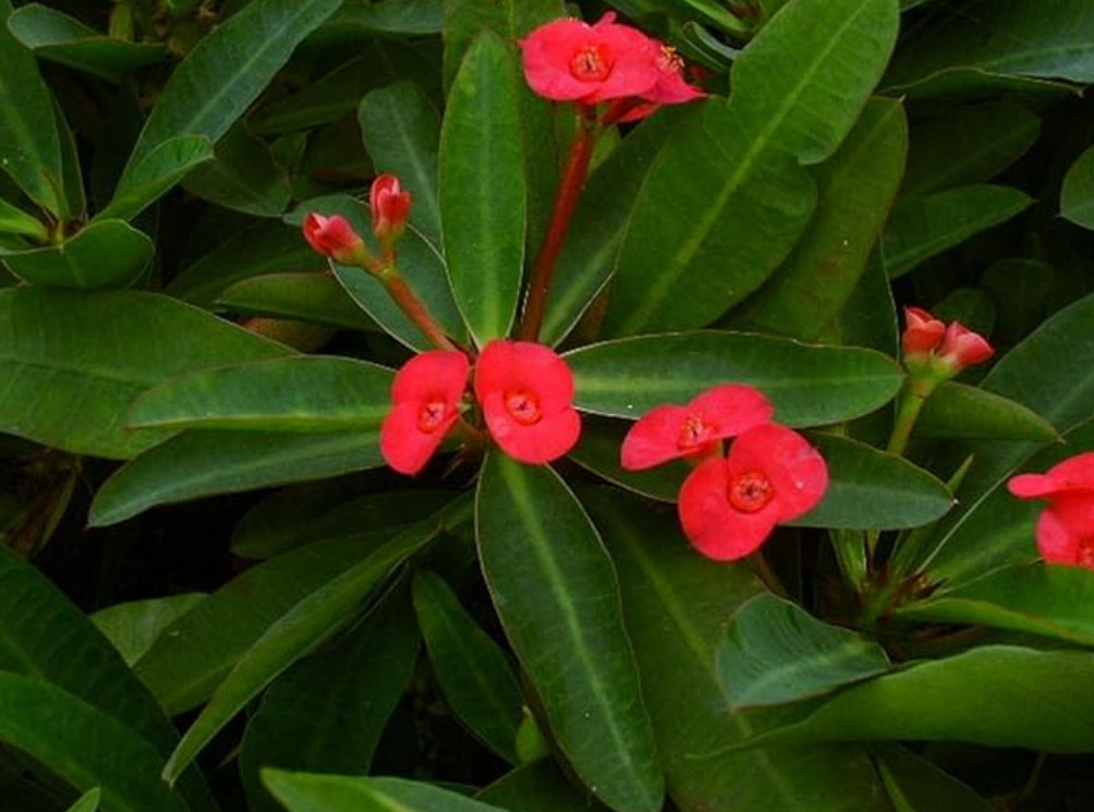 Red Crown of Thorns – Euphorbia milii ‘Floral Red’ – Live Plant in 2″ Pot