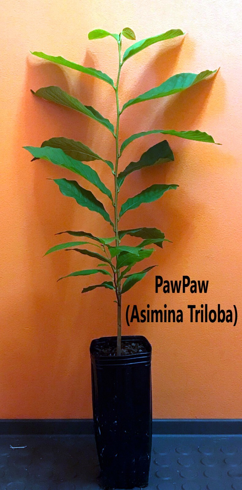 PawPaw Asimina Triloba Tree 20″+ Tall Live Plant In 3.5″ x 9″ Air Prune Pot