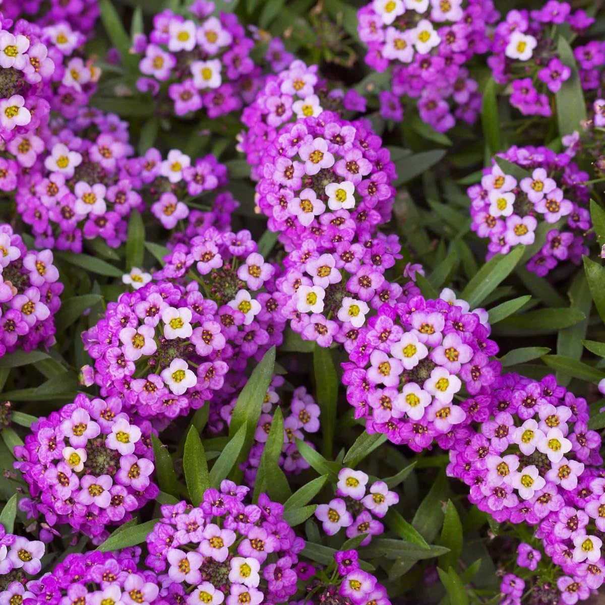 5000+Alyssum Flower Seeds to Plant Outdoor -Perennial Oriental Nights Flower …
