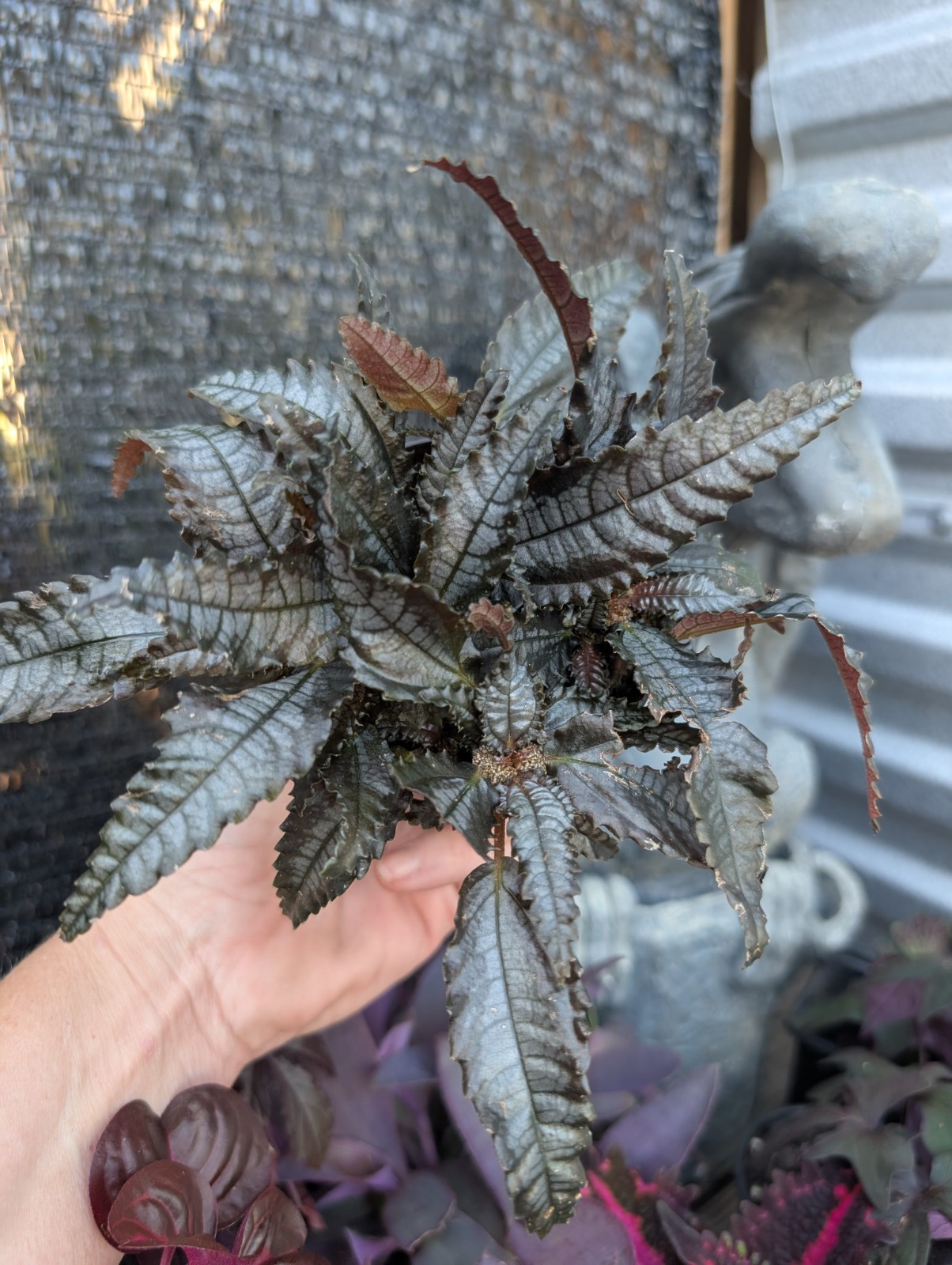 Goth Live Plant Bundle Dark Foliage Houseplants Black Purple Red Witchy Decor
