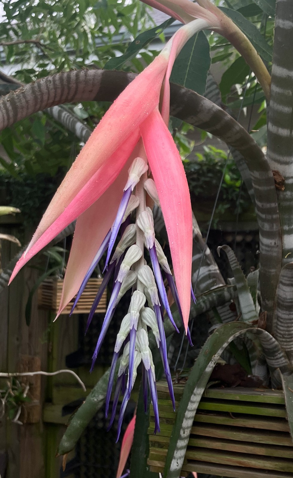 Rare Billbergia brasiliensis Bromeliad Seeds – Fresh from My Plant!