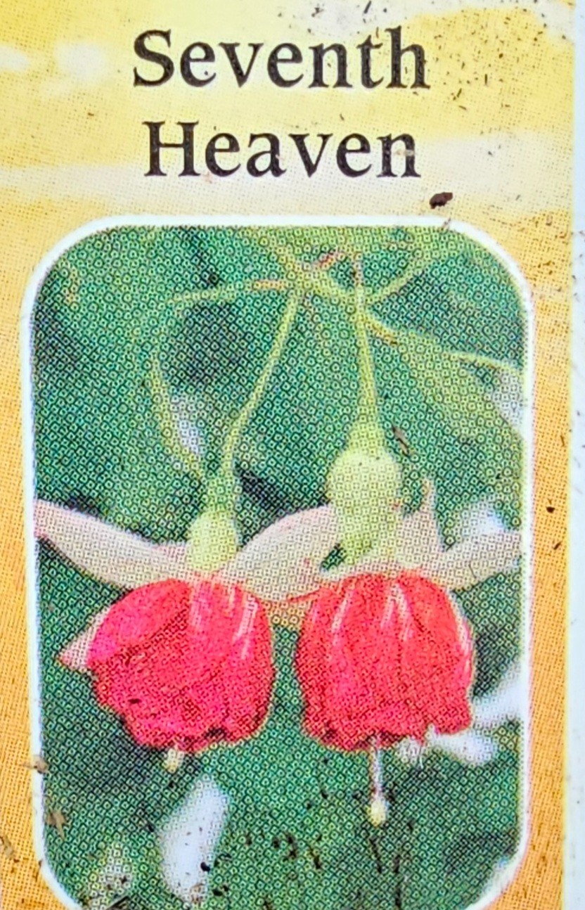 3-pack choice LIVE FUCHSIA PLANT GROWING IN 6″ POT, choose from 15+ varieties