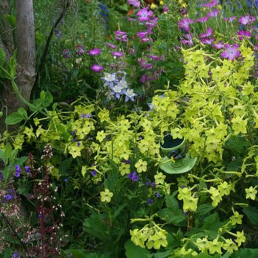 Tobacco LIME GREEN Flower Seeds Nicotiana Pure Seed Part-Shade Non-GMO 500 Seeds