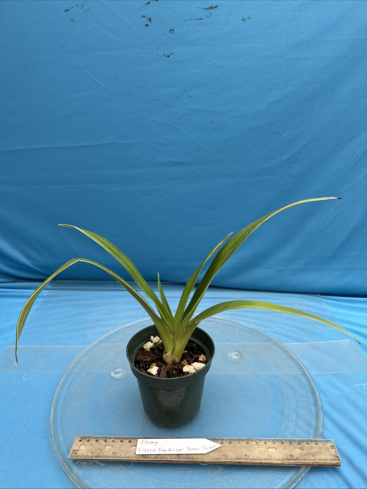Phragmipedium Eugene Banzinger ‘Pangui Sunset’ Red Pink Orchid Hybrid 4” RePot