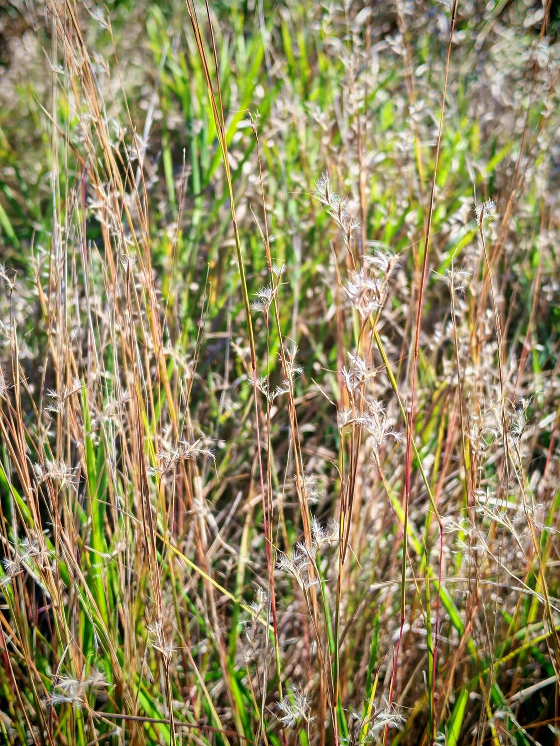 500 Little Bluestem Grass Seeds – Schizachyrium scoparium Ornamental Bunch Grass