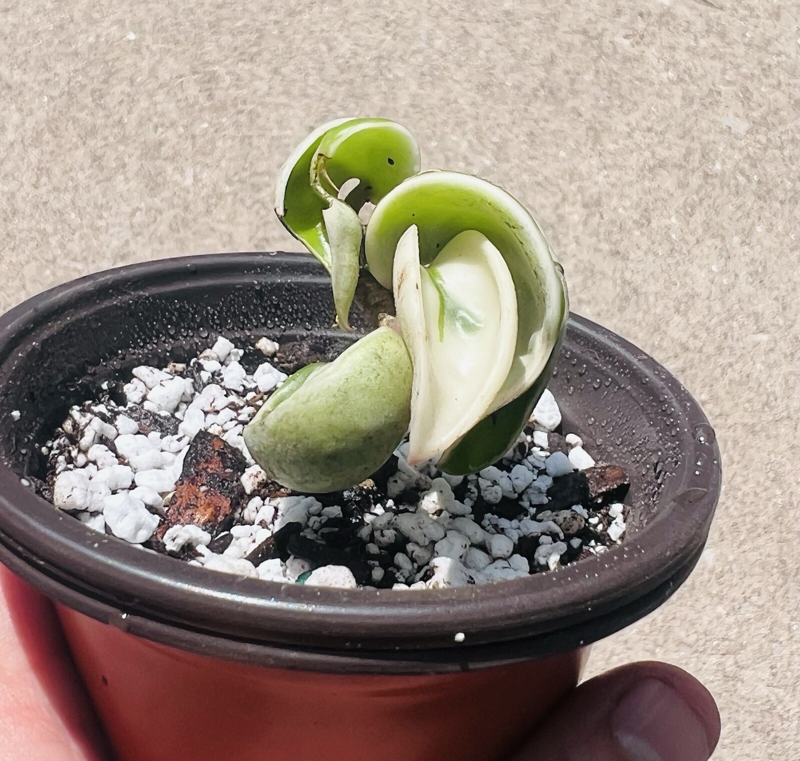 Variegated Hoya Rope Plant, Hindu Rope Plant Variegated Rooted With Pot!