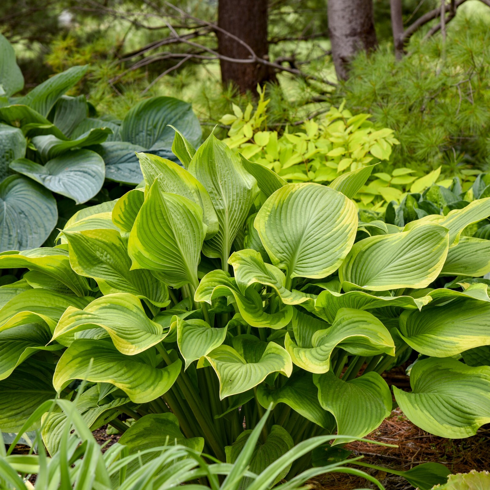 Hosta Lone Star 5.25″ Pot Well Rooted Perennial Shade Plant Proven Winners