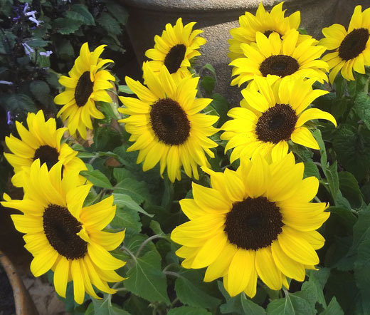 SUNFLOWER LEMON QUEEN Helianthus Annuus – 100 Bulk Seeds