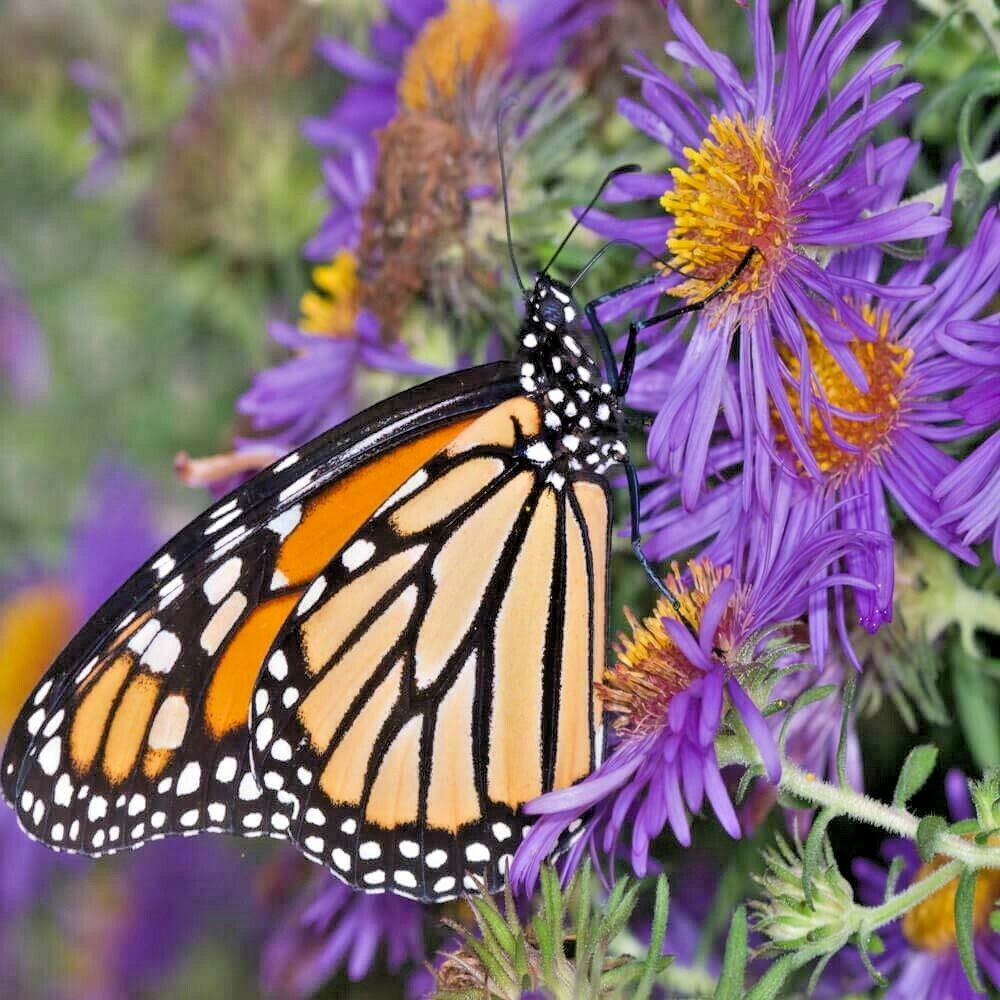 200+NEW ENGLAND ASTER Seeds Perennial Native Wildflower Summer Fall Flowers Easy