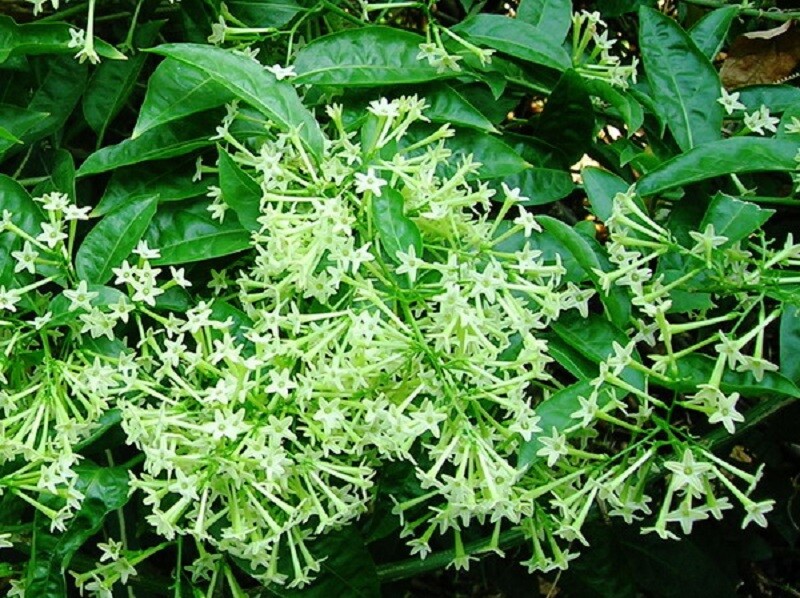 ~Night Blooming Jasmine~ Cestrum Nocturnum~ Live Plant~ Intensely Fragrant~