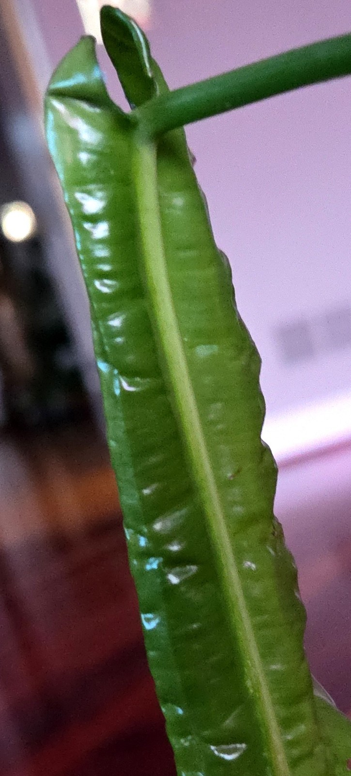 Rare Philodendron Patriciae X Esmeraldense Narrow 22″ Tall No Anthurium Monstera