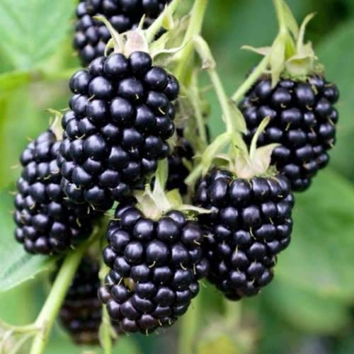 3 Thornless Blackberry Plants “Natchez”, Earliest(Pack of 3 Plug Plants)Zone 5-9