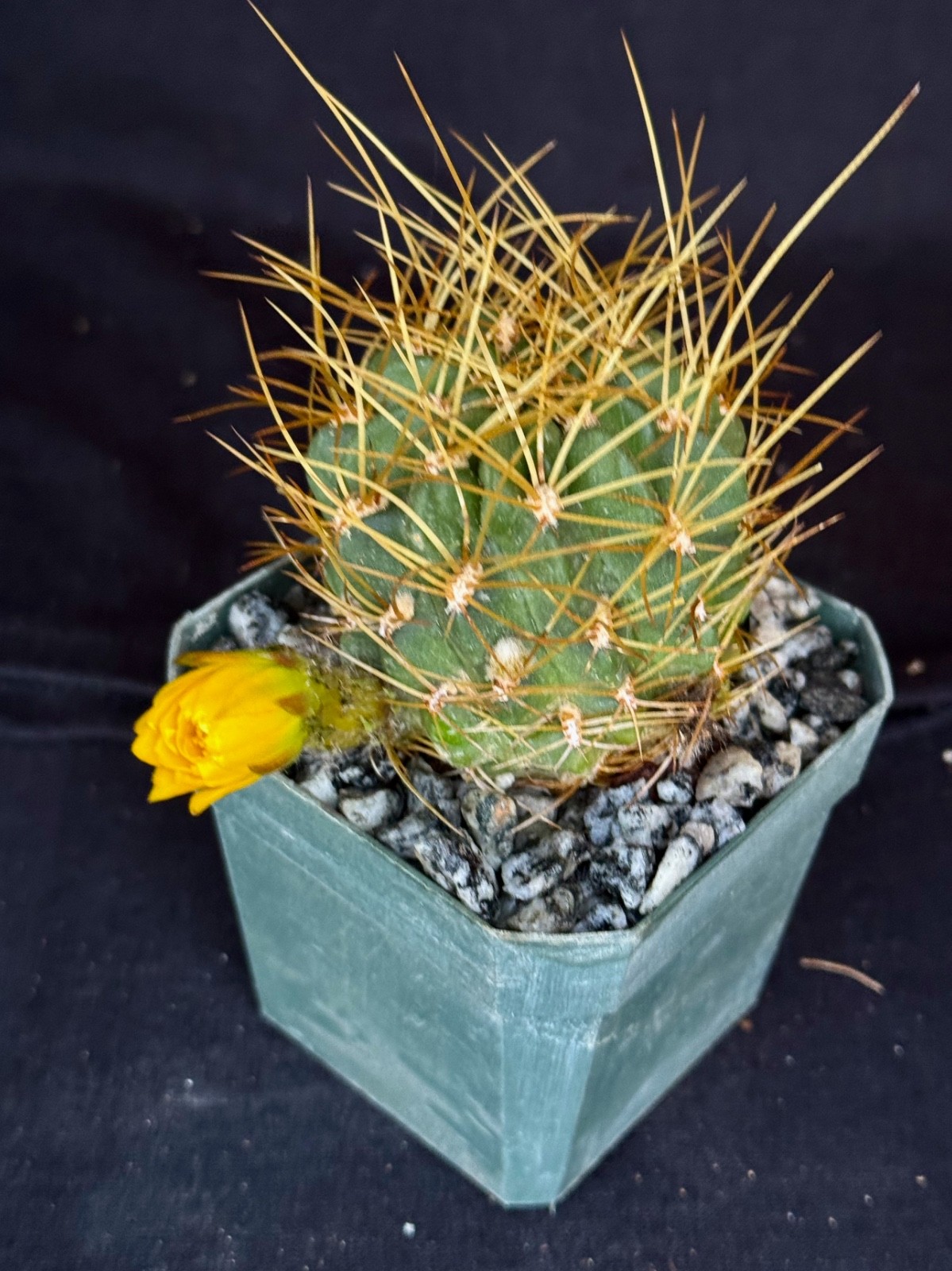 Lobivia maximiliana v.charazanensis, cactus plant