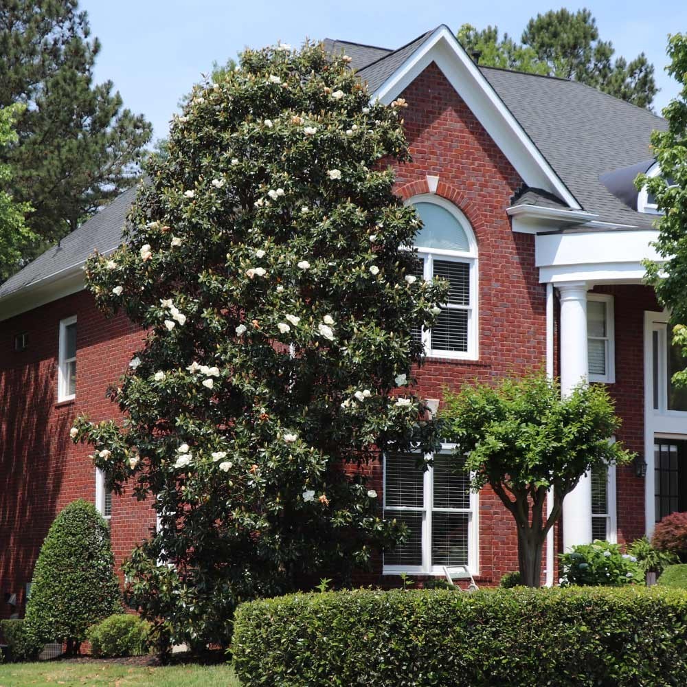 1 Southern Magnolia Tree 12-24″ Magnolia grandiflora Bare Root