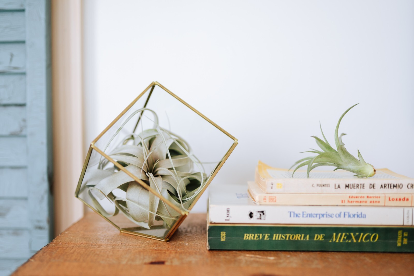 Tillandsia Novakii Air Plant – Easy Care Live Indoor Outdoor Home Decor