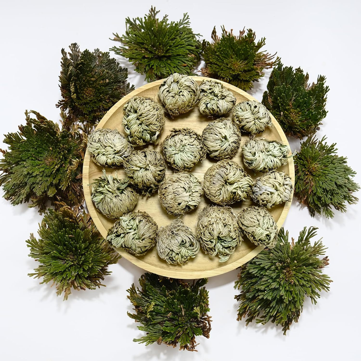 11 Pack Rose of Jericho Resurrection Plants, 1–2 Inch Rosa de Jerico Original, U