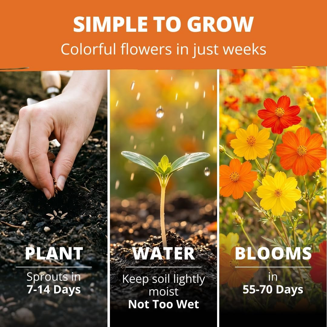 Cosmos Bright Lights Mix Seeds – 2500 Cosmos Sulphureus for Planting Spring 2026