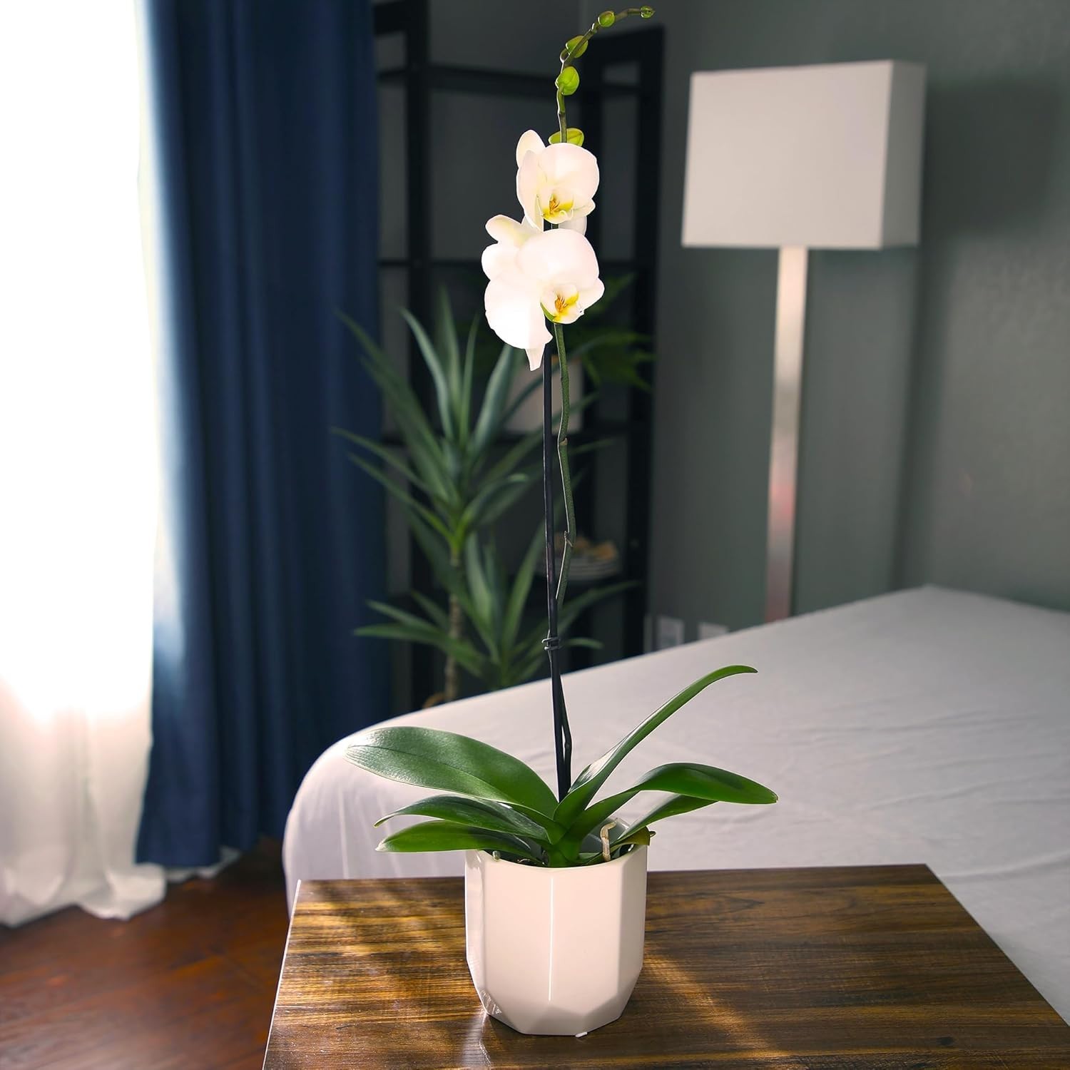 Live 20-24″ Phalaenopsis Orchid in Decorative White Pot – Perfect Gift