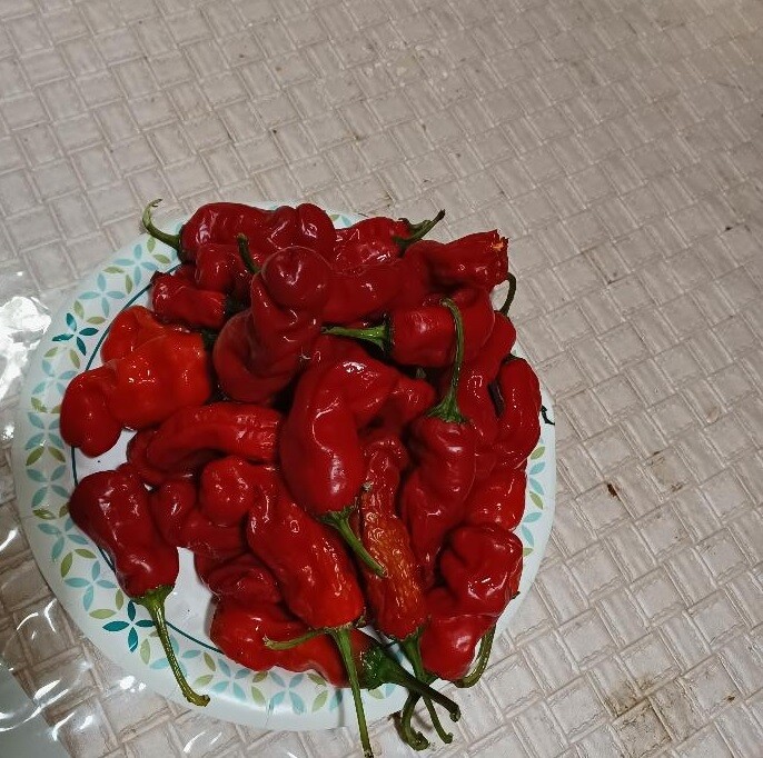 10 seeds red Peter Pepper Heirloom Very Hot XXX rare chili funny & unique gift!