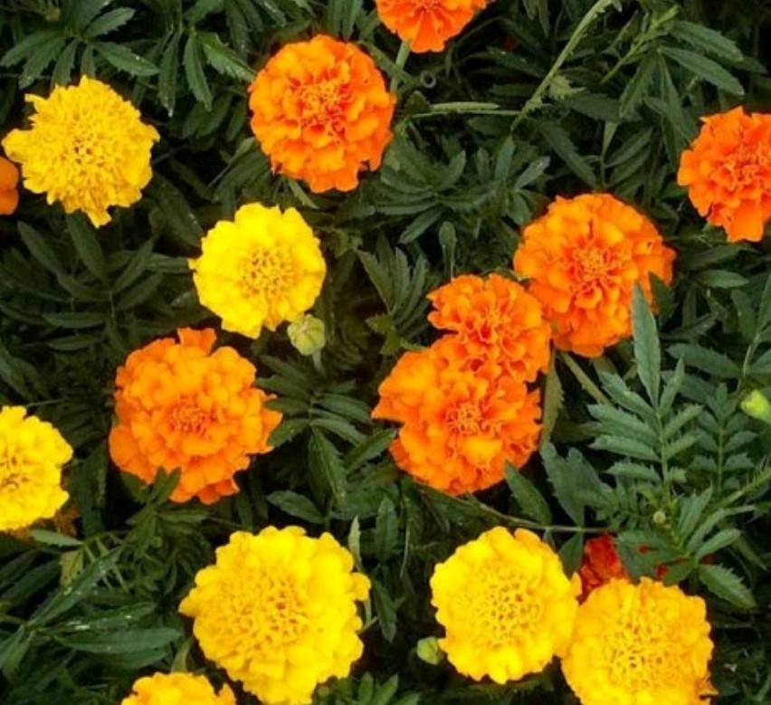200+ Crackerjack African Marigold Mix Seeds **Fresh Seeds* ~~Free Shipping~~