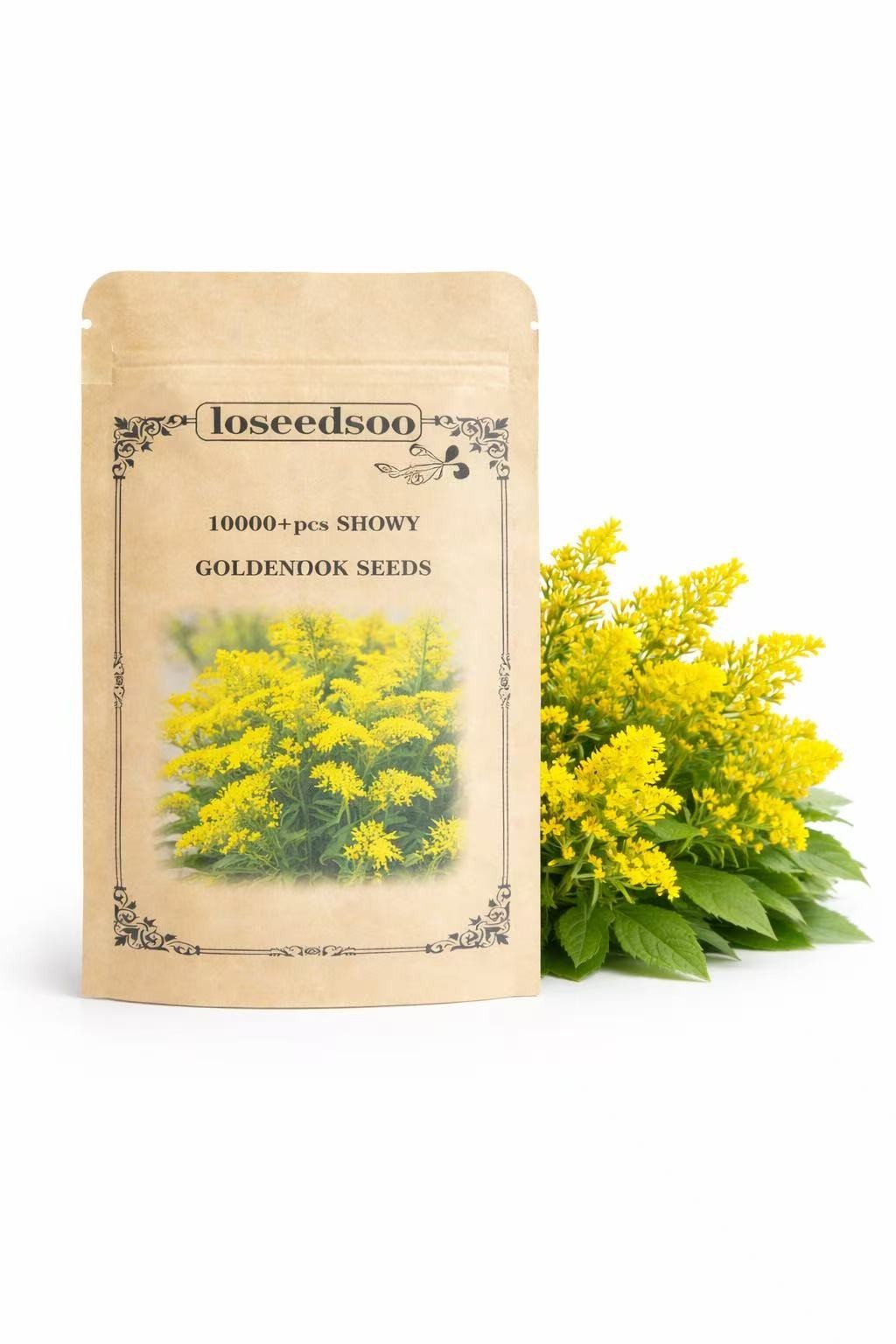10000+ Showy Goldenrod Seeds for Planting – Solidago Speciosa Yellow Perennial W