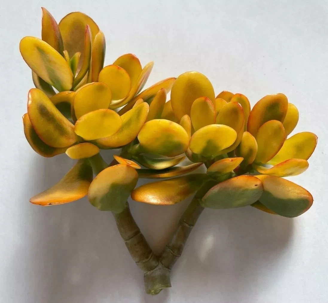 2X Golden Jade Plant Huge 4-5″ Cuttings Hummels Sunset Crassula Ovata Argentea