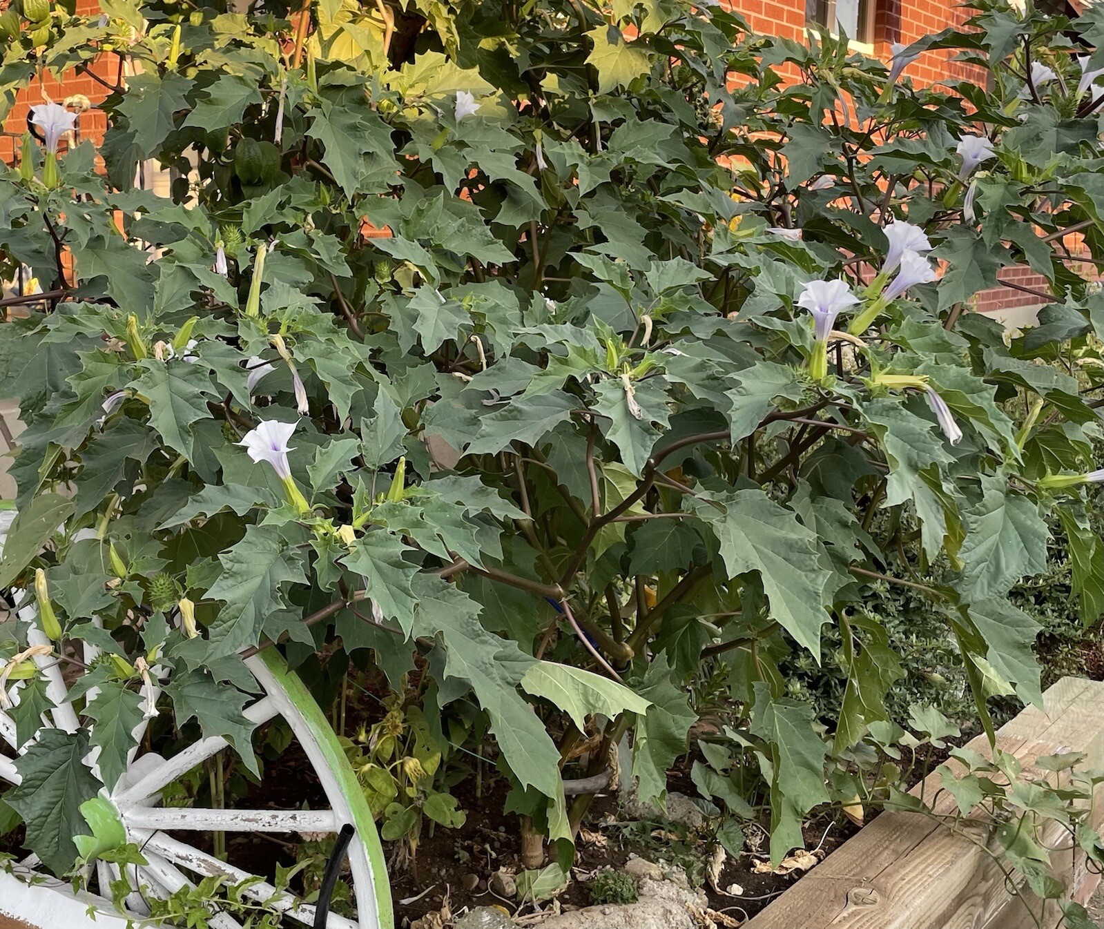 100+ Datura Stramonium (seeds)-Thorn apple, Jimsonweed,Devil’s Trumpet,Fragrant