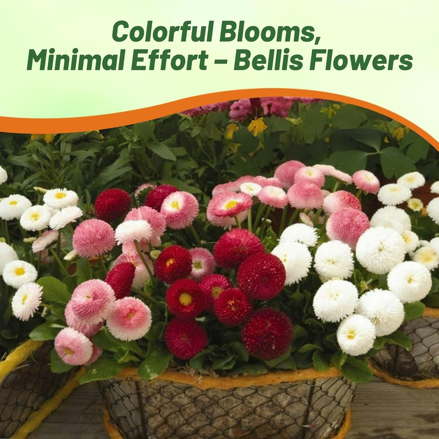 10000 Seeds English Daisy Seeds – Bellis Perennis Mix Flower Seed