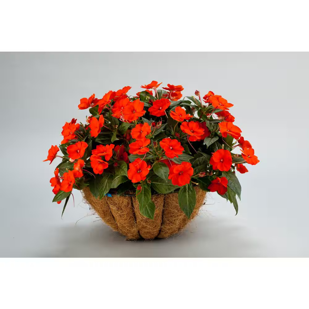 1 Qt. Compact Orange Sunpatiens Impatiens Outdoor Annual Plant with Orange Flowe