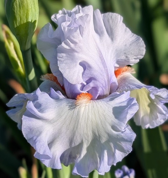 ‘Waterline’ Tall Bearded Iris Rhizome PRE-SALE to Ship Aug/Sept