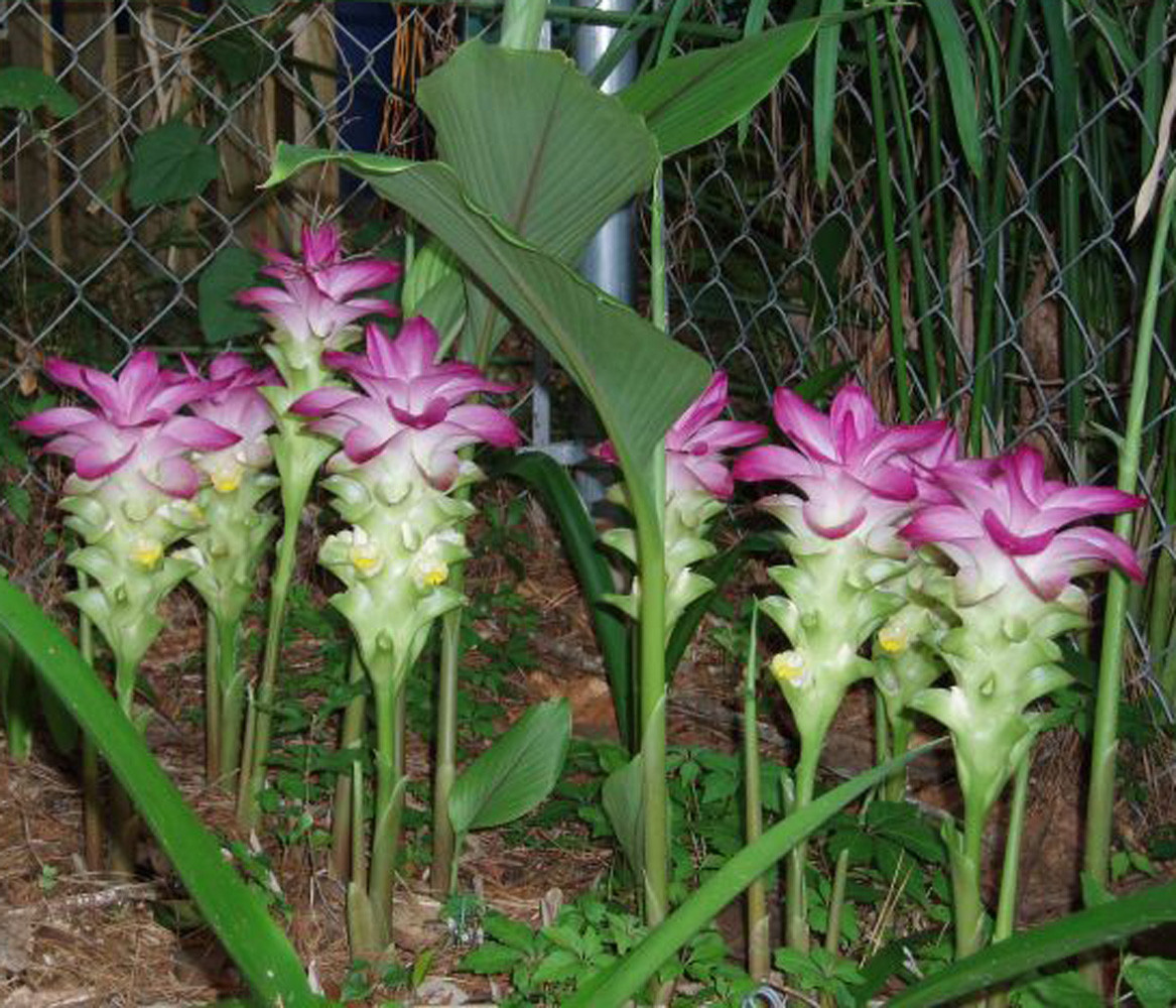 Curcuma Elata Hidden Ginger Lily Flower Striking Fuschia plant 1 live rhizome