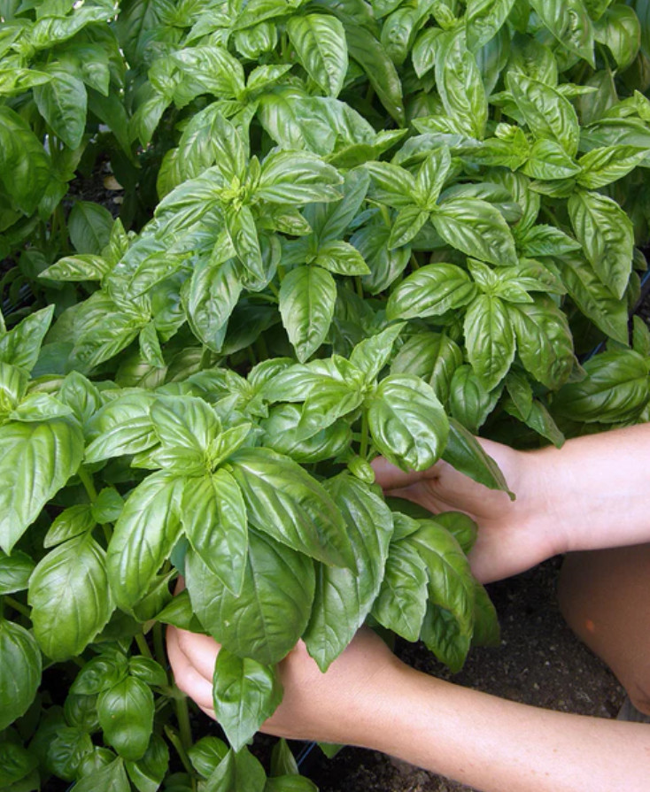 Live Sweet Basil Herb Plant – 8″ Tall – 4″ Pot – Fresh Culinary Herb