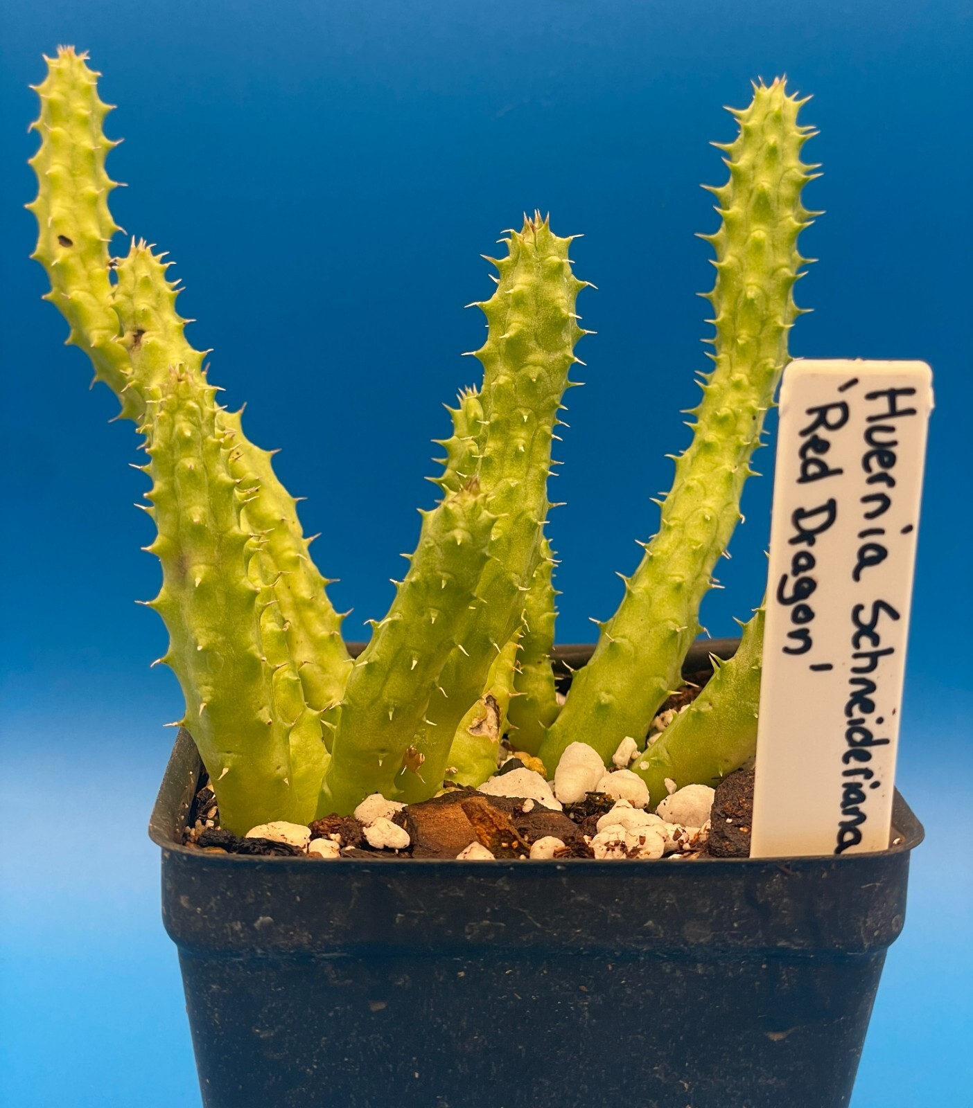 Huernia Schneideriana ‘Red Dragon’ WELL ROOTED 3.5″ Plant