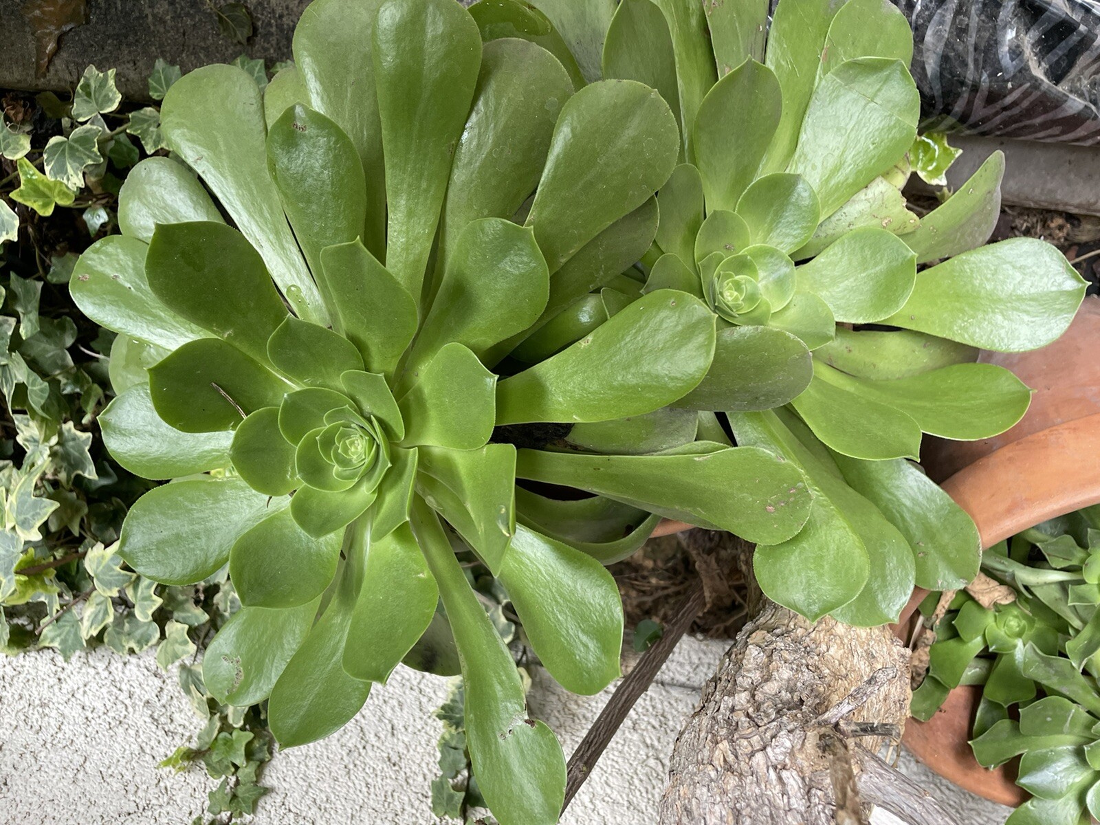 Extra Large size Healthy Fresh Green Aeonium Succulent Rosettes Saucer plants