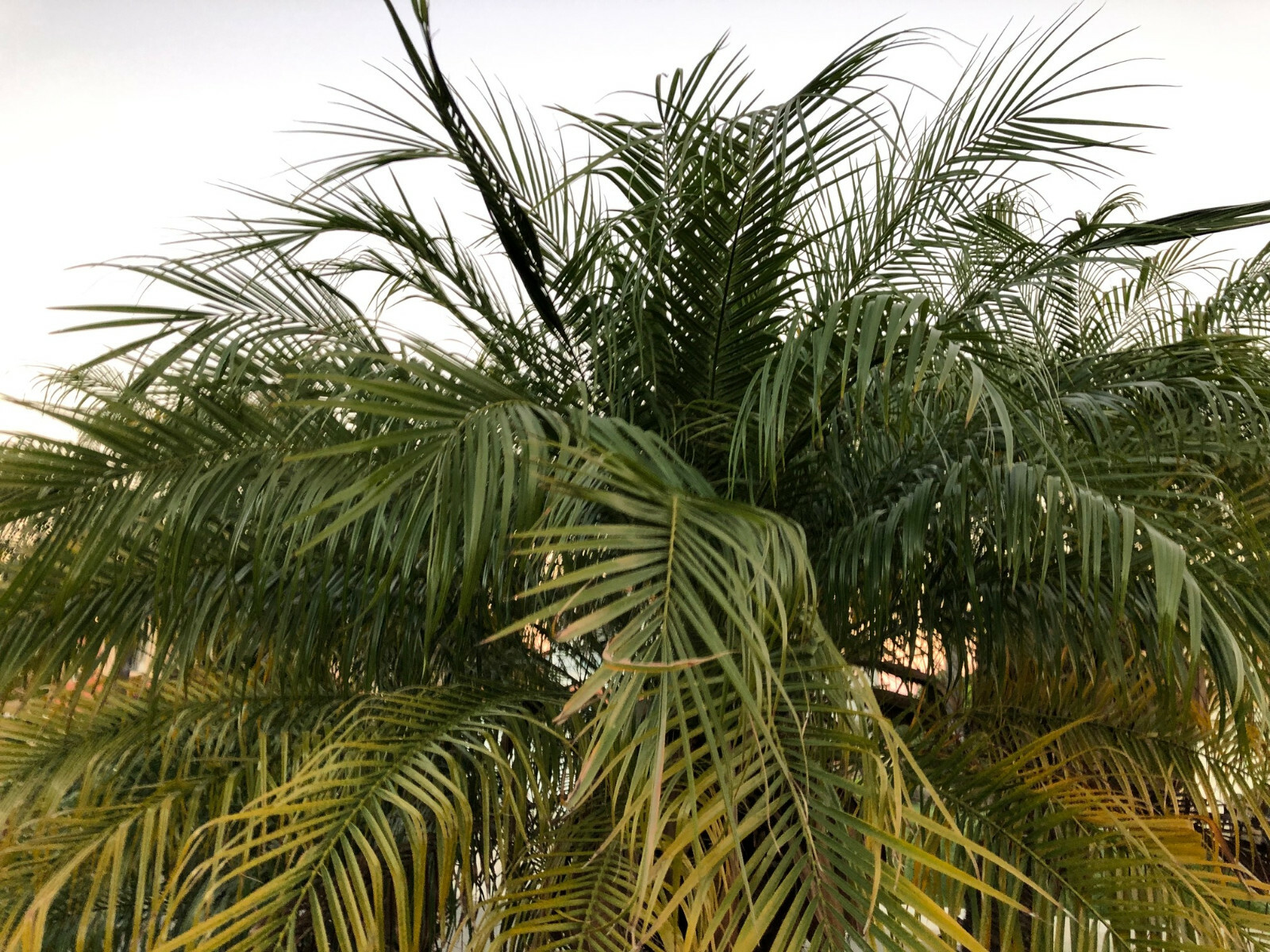 Pygmy Robellini Dwarf Palm Tree Seedlings (4 seedlings)