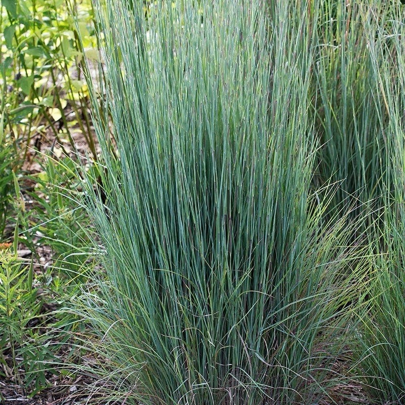 LIVE PLANT Little Bluestem Grass Schizachyrium scoparium (One Gallon pot)