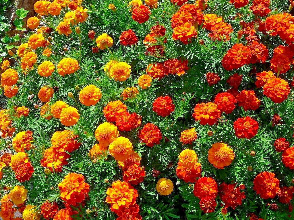 501+Sparky Mix DWARF FRENCH MARIGOLD Flower Seeds Garden Containers Pollinators