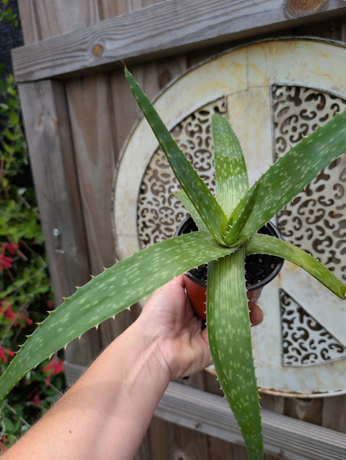 Coral Flowering Soap Aloe maculata Pollinator Plant Succulent 12″+ So Many Uses!