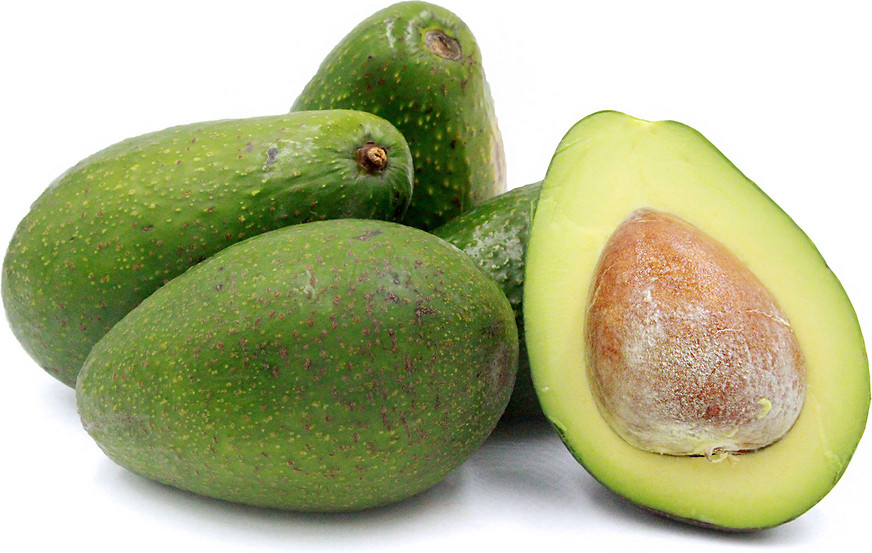 Grafted Zutano Avocado (Persea americana) Live Fruit Tree (10in-2ft)