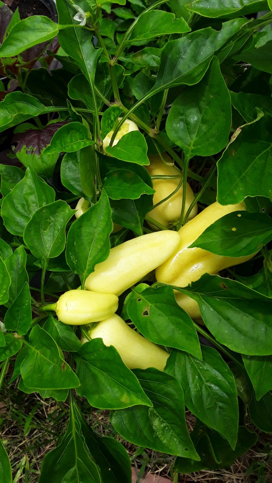 30+ Sweet Gypsy Pepper Seeds Heirloom NON-GMO. No pesticides no herbicides