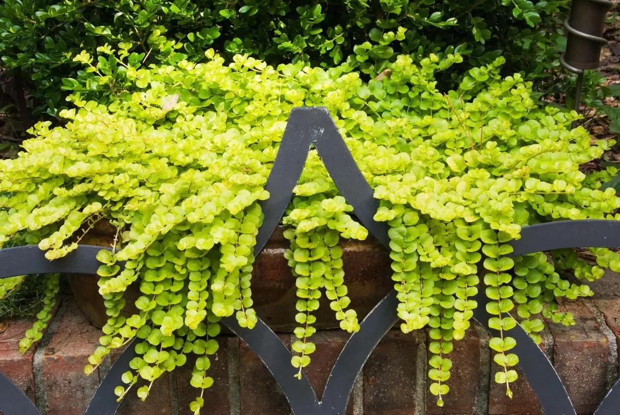 8 Live Plants – Creeping Jenny Groundcover – Perennial