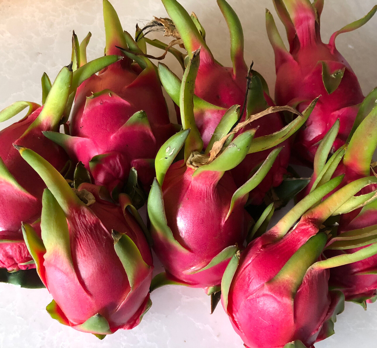 1 Rooted And Sprouted White Dragon Fruit 15” With Pot Live Plant