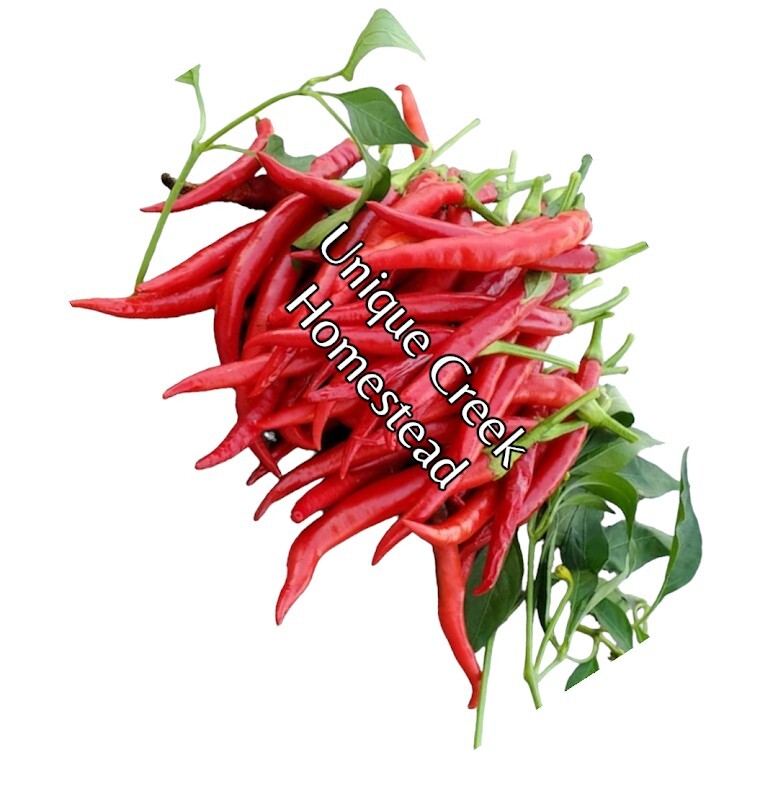 Guntur Sannam Hot Indian Chili Pepper 25-Seeds India 30,000+ Scoville SHU Unique