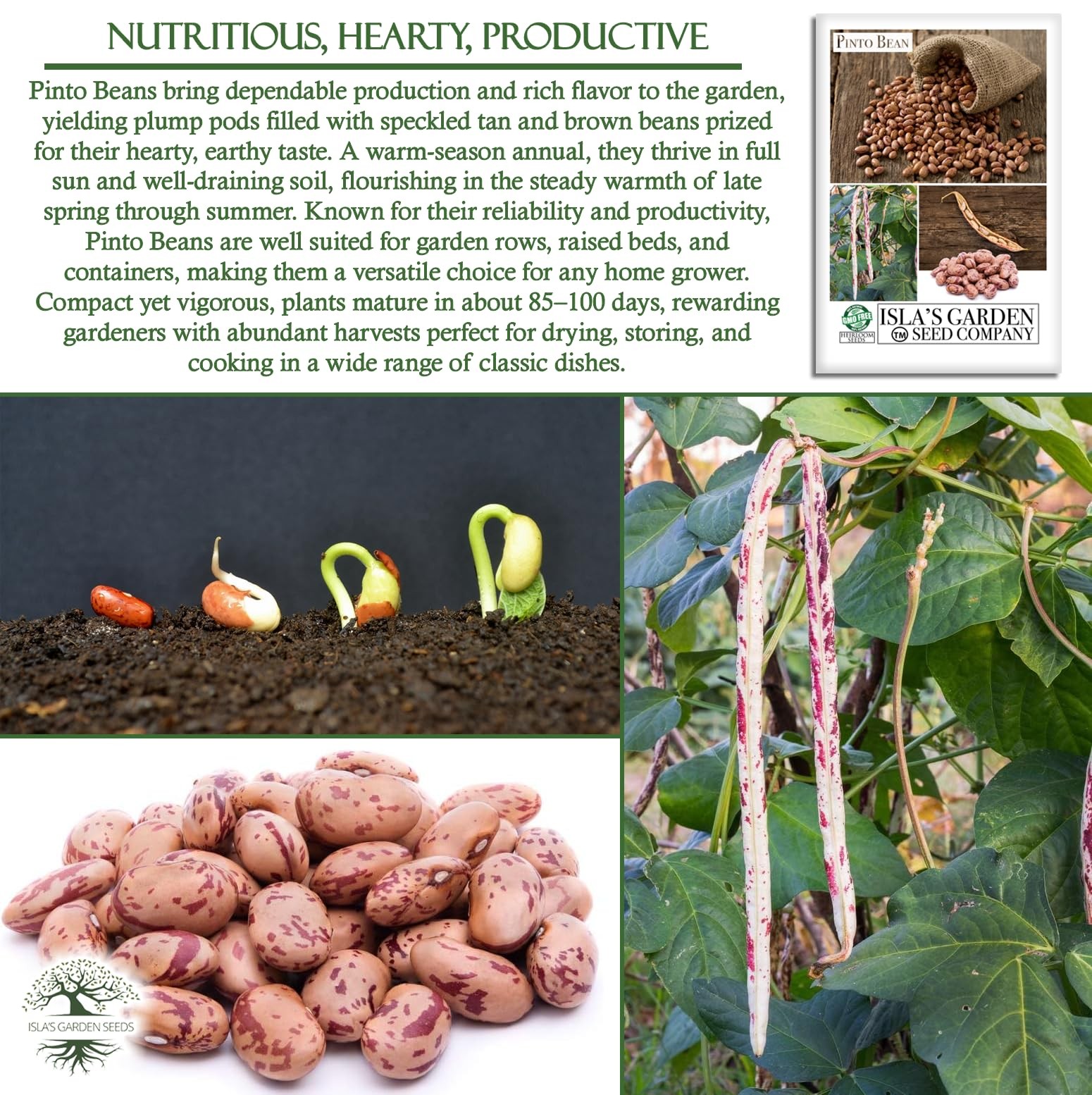 Pinto Bean Seeds (Phaseolus vulgaris) – 30+ Non-GMO Heirloom Seeds by Isla’s …