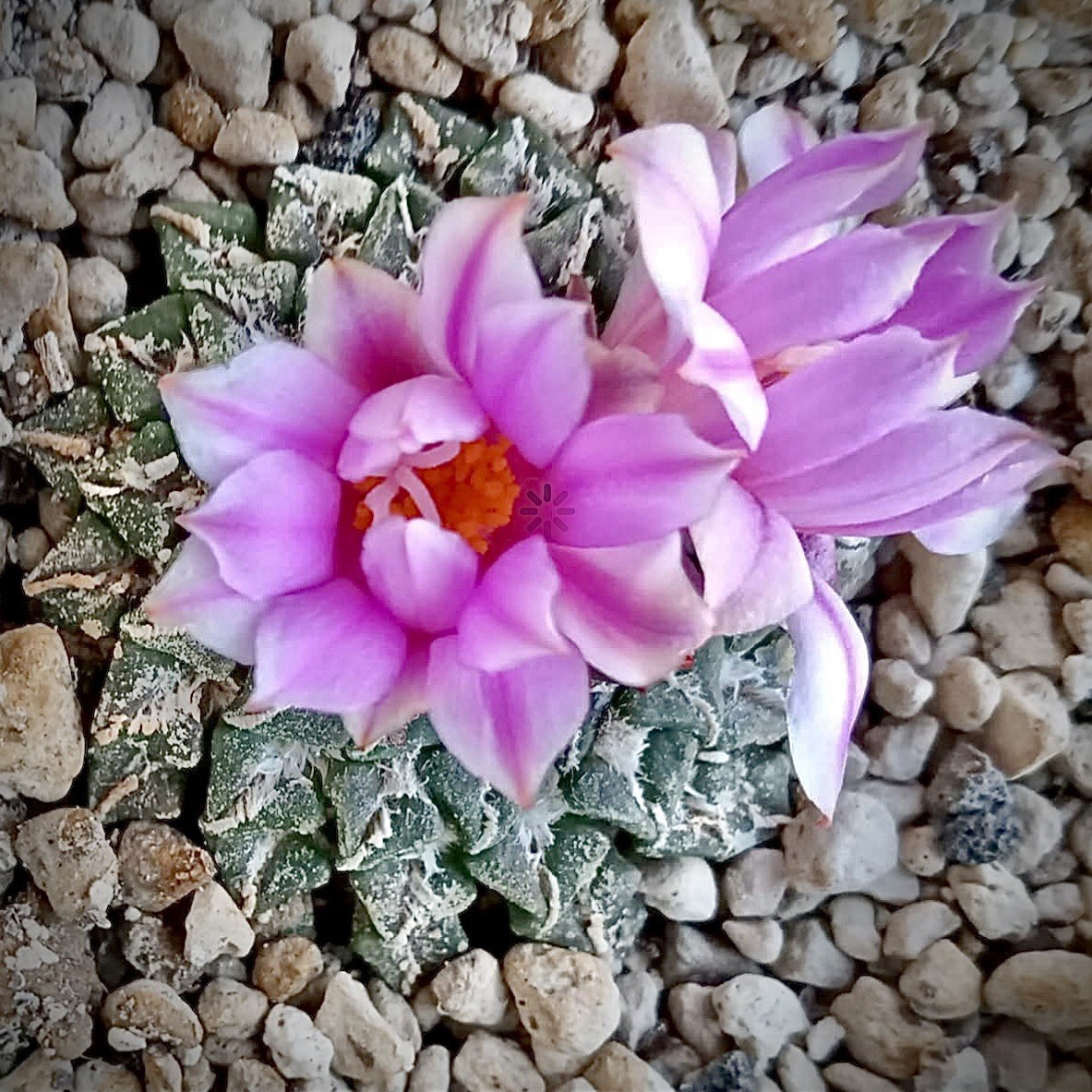 (10) Pack RARE SEEDS Ariocarpus Kotchoubeyanus V, Macdowellii US SELLER