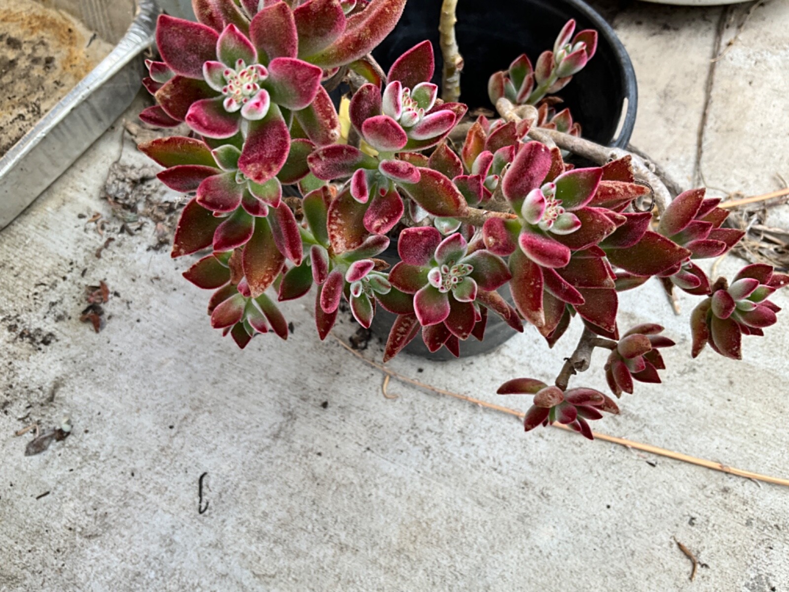 4 cuttings RARE Red Burgundy Velvet Echeveria Pulv Oliver Succulent