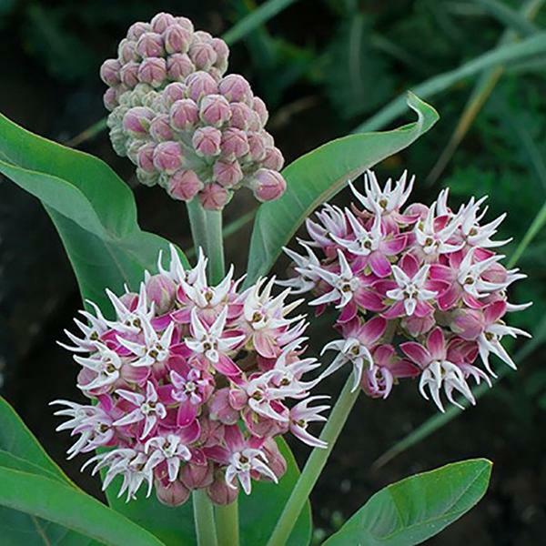 35 Butterfly Milkweed Seeds Showy Pink Native Asclepias speciosa for Monarchs